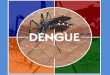 El Dengue. ¿Qué es el Dengue? Es una enfermedad viral aguda, producida por el virus del dengue, transmitida por el mosquito Aedes aegypti que se cría