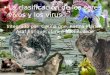 Integrado por: Cecilia gpe, Karina Marlen, Asaf Enrique, clara e Itzel Adilene La clasificación de los seres vivos y los virus