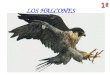 LOS HALCONES. Halcón o Falco es un género de aves falconiformes de la familia Falconidae, cuyas especies son comúnmente conocidas como halcones, cernícalos