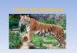 TIGRE DE BENGALA. FICHA ZOOLÓGICA Nombre Científico: Panthera tigris – tigris. Clase: Mamífero. Orden: Carnívoro. Familia: Felinos. Peso: Hasta 220 Kg