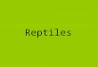 Reptiles. Son la primera clase de Vertebrados auténticamente terrestre. Descienden de los anfibios