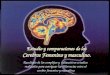 Estudio y comparaciones de los Cerebros Femenino y masculino. Resultado de los complejos y exhaustivos estudios realizados para averiguar las diferencias