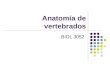 Anatomía de vertebrados BIOL 3052. OBJETIVO Identificar y describir las estructuras y funcionamiento de varios órganos y sistemas de los vertebrados