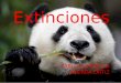 Extinciones PABLO M.PEREZ & ANDREA ORTIZ. ¿Qué entendemos por extinción? Extinción es la desaparición de todos los miembros de una especie Se considera