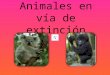 Animales en vía de extinción Presentado por: Elizabeth Palacio Urrego Grado: 4°b