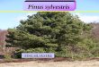 PINO SILVESTRE Pinus sylvestris. Origen: Europa y Asia, extendido en ambas regiones