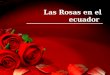 Las Rosas en el ecuador. rosas rojas aunque la crisis ha golpeado la economía de los mayores mercados consumidores de flores, las rosas que ofrece Ecuador