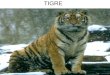 TIGRE. DONDE SE ENCUENTRA El tigre es una de las cuatro especies de la subfamilia de los pan terrinos (familia Felidae) pertenecientes al género Panthera