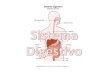 Componentes del sistema digestivo Formado por: El tubo digestivo: 1)Boca 2)Faringe 3)Esófago 4)Estómago 5)Intestino delgado 6)Intestino grueso 7)ano