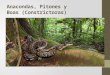 Anacondas, Pitones y Boas (Constrictoras).  La serpiente más larga que existe en el mundo es la pitón real de Asia, y la que le sigue en longitud es