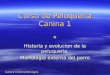 Curso de Peluqueria Canina 1 Historia y evolucion de la peluqueria Morfologia externa del perro Autora Cristina Benages