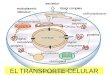 EL TRANSPORTE CELULAR. LA MEMBRANA CELULAR Dentro de la célula se llevan a cabo muchas actividades metabólicas: Los AZÚCARES se rompen para liberar energía