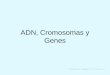 ADN, Cromosomas y Genes Profesor: Miguel Contreras V