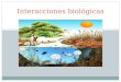 Interacciones biológicas. Niveles de organización de los seres vivos Especie población comunidad ecosistema