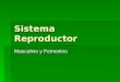 Sistema Reproductor Masculino y Femenino. Sistema reproductor masculino A- vejiga B- conductos deferentes C- vesícula seminal D- próstata E- uretra F-
