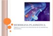 M EMBRANA PLASMÁTICA Objetivo: conocer las estructuras de la membrana plasmática