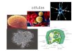 Células. Descubrimiento de la célula científicos Zacharias Janssen Robert Hooke Mathias Schleiden Rudolf Virchow