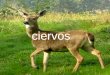 Ciervos. Los ciervos (Cervidae) forman parte de la familia de los Cérvidos que incluyen a los venados, alces y renos, formando en total 20 géneros y 48