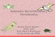Animales Invertebrados y Vertebrados Anaris Flores Agosto TEDU 220 Prof. Nancy Rodríguez 19 de marzo de 2008