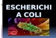 ECHERICHIA COLI  Es un organismo procarionte.  Es una bacteria que se encuentra generalmente en los intestinos y por ende en las aguas negras.  Son