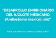 “DESARROLLO EMBRIONARIO DEL AJOLOTE MEXICANO (Ambystoma mexicanum)” García, A. A; Santos, V. K. I; Valdez, S. Z; Valero, G. M. E