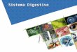 Sistema Digestivo. Describir la estructura y función del sistema digestivo en la nutrición