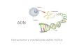 ADN Estructuras y modelo de doble hélice. ADN A cido D esoxirribo N ucleíco Molécula que contiene TODA la información genética de un organismo. Es responsable