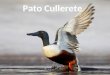 Haga clic para modificar el estilo de subtítulo del patrón Pato Cullerete Christian Gil Dacosta