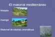 El matorral mediterráneo Maquia Garriga Matorral de plantas aromáticas