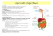 Aparato digestivo Funciónes: A) Transforma, mediante la digestión, los alimentos en nutrientes. B) Absorbe los nutrientes que pasan al torrente circulatorio