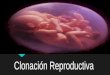 Clonación Reproductiva. Proceso La clonación reproductiva se lleva a cabo por medio de 4 pasos. Eugenesia - Aplicaciones a las Tecnologias de Informacion