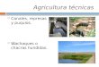 Agricultura técnicas  Canales, represas y puquios.  Wachaques o chacras hundidas