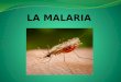 1.¿Qué es la malaria? La malaria es una infección de los glóbulos rojos causada por el Plasmodium (Un protozoo que transporta la hembra del mosquito Anopheles