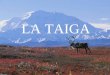 LA TAIGA. DEFINICIÓN La taiga del norte es el bosque con menor biodiversidad, con en sus suelos predominan los líquenes. La taiga del sur es un bosque