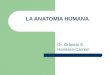 LA ANATOMIA HUMANA. Dr. Orlando E. Hanssen Carrion