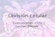 División celular Cromosomas. Ciclo celular. Mitosis