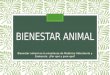 BIENESTAR ANIMAL Bienestar animal en la enseñanza de Medicina Veterinaria y Zootecnia. ¿Por qué y para qué?