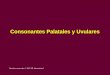 Consonantes Palatales y Uvulares Derechos reservados © 2002 SIL International