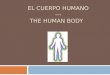 EL CUERPO HUMANO --- THE HUMAN BODY. EL PELO/ EL CABELLO HAIR