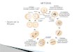Fases de la Mitosis. Las 4 fases sucesivas del ciclo de una celula, durante la interfase la célula crece continuamente, durante la M se divide