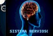 Introducción El sistema nervioso es el conjunto de células encargadas de recibir algún tipo de estímulo, para interpretarlo y emitir una reacción. Detecta
