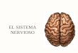 EL SISTEMA NERVIOSO. Variación en la Estructura Neuronal Neurona Multipolar –La más común –Muchas dendritas/un axón Neurona Bipolar –Una dendrita/un axón