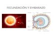 FECUNDACIÓN Y EMBARAZO. La fecundación es el proceso a través del cual un ovocito y un espermatozoide se fusionan, dando origen al cigoto. Para que ocurra