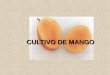 CULTIVO DE MANGO. Nombre botánico Mangifera indica familia anacardiácea Origen y Distribución El Mango es originario de Birmania y del sureste Asiático,