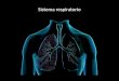Sistema respiratorio. encargado de captar oxigeno y eliminar el dióxido de carbono procedente del metabolismo celular. Se divide en un tracto respiratorio