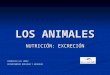 LOS ANIMALES NUTRICIÓN: EXCRECIÓN FRANCISCA GIL LÓPEZ DEPARTAMENTO BIOLOGÍA Y GEOLOGÍA