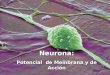Neurona: Potencial de Membrana y de Acción. Las características principales del sistema nervioso son: - Excitabilidad - Conducción