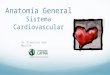 Anatomía General Sistema Cardiovascular Dr. Francisco Soto Murillo