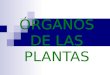 ÓRGANOS DE LAS PLANTAS. Los tejidos vegetales se reúnen en órganos que constituyen el aparato vegetativo de las plantas: raíces, tallos y hojas, destinados