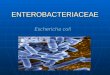 ENTEROBACTERIACEAE Eschericha coli. Generalidades Bacilos Gram negativos Bacilos Gram negativos Aislamientos bacterianos recuperados con más frecuencia